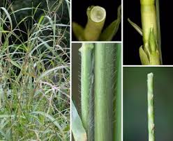 Image result for Rottboellia