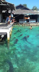 Binatang Laut Langka Ini Masih Banyak Ditemui Di Karimunjawa Paket Tour Karimunjawa Travel Wisata Murah