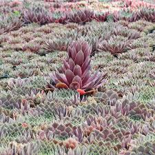 Hen and chicken plant bloom. Sempervivum Blooms A Visual Guide Mountain Crest Gardens