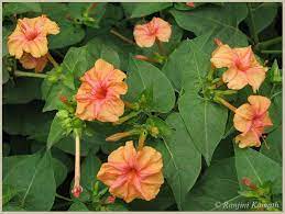 Mirabilis Jalapa 4o Clock Flower Clock Flower Perennial Garden Flowers