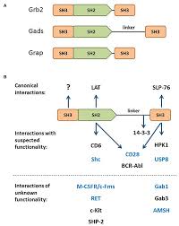 De serie begon in 2013 en wordt gepresenteerd door tim shaw en fuzz townshend. Frontiers Bridging The Gap Modulatory Roles Of The Grb2 Family Adaptor Gads In Cellular And Allergic Immune Responses Immunology