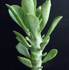 Image result for Monadenium lugardiae