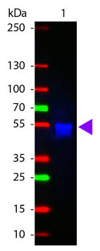 The camel igg presented as two bands with molecular masses of 250 and 100 kda, the latter corresponding to heavy chain igg, on 10% gel electrophoresis. Anti Rabbit Igg H L Atto 425 Conjugated Pre Adsorbed Secondary Antibody Goat Polyclonal Atto 425 Wb If Buy Now Abcepta