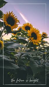 A collection of the top 36 sunflower phone wallpapers and backgrounds available for download for free. Sunflowers Wallpaper Nawpic