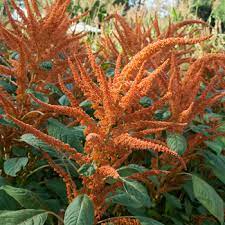 Amaranthus Hypochondriacus Flower Oil Best Flower Wallpaper