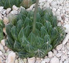 Image result for Walleria nutans