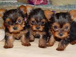 Yorkie Black And Brown Puppy Yorkshire Terrier 1 Month Brown Brown Black Gray Teacup Yorkie Puppy Yorkie Puppy Cute Animals