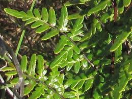 Image result for Cheilanthes quadripinnata