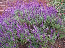 Salvia Leucantha All Purple All Purple Mexican Bush Sage Purple Flowers Garden Winter Plants Plants