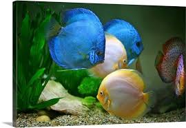 Tropical Fish In Water In 2020 Tropical Fish Fish Discus Fish