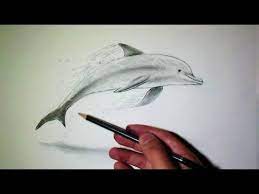 comment dessiner un dauphin tutoriel dessin cheval coloriage de vrai loup