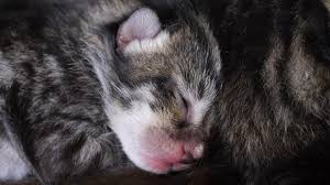 Select a quality brandof canned kitten food with a named meat source as the first ingredient (chicken is good). If You Re Adopting Pets This Holiday Keep Kittens In Mind Pbs Newshour