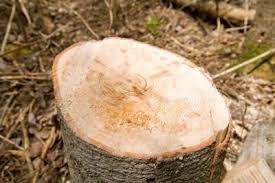 How To Seal Tree Stumps Hunker Tree Stump Table Diy Tree Outdoor Trees