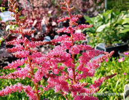 Flowers Perennial Astilbe For Sale Georgia Kinsey Family Farm