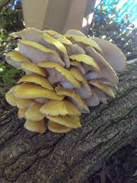 Although it can be cultivated throughout the year altering the micro climate of the. Do You Grow Your Own Y Know Food Ot 56k Modem Warning Apple Ii And Win 95 Users Neogaf