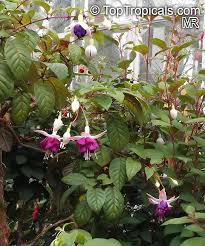 Check spelling or type a new query. Fuchsia X Hybrida Fuchsia Hybrid Toptropicals Com