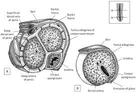 The answer is there is no scarpus fascia. Https Parjournal Net Article Download 3706