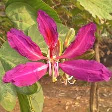 Image result for Bauhinia purpurea