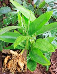 Image result for Maranta arundinacea