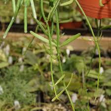 Image result for Polysphaeria dischistocalyx