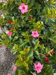 Image result for dipladenie suaveolens obrázek