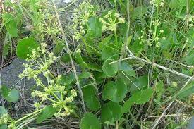 Image result for Hydrocotyle bonariensis