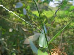 Image result for Acroceras zizanioides