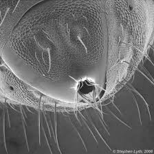 Bird Mites In Human Hair An Ants Behind Things Under A Microscope Microscopic Microscopic Photography