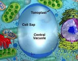 Struktur Dan Fungsi Vakuola Tumbuhan Info Pendidikan Dan Biologi