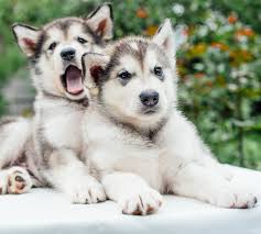 The gerberian shepsky also known as a german husky is one of the cutest husky mix breeds you will ever find. Pictures Of Huskies An Amazing Gallery Of Siberian And Alaskan Dogs And Pups