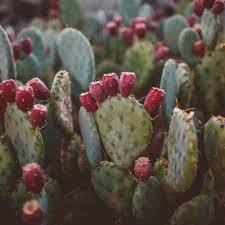 By andra picincu, cn, cpt updated april 12, 2019. Cooking Up Cactus Surprising Health Benefits Of Native Plants