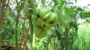 Blossoms fall off when temperatures drop too low. Distorted Tomatoes What Is Tomato Cat Facing And Round Cylindrical Beets Trg 2014 Youtube