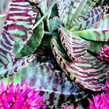 Image result for Kalanchoe humilis