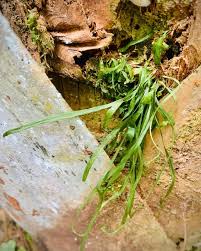 Image result for Vittaria