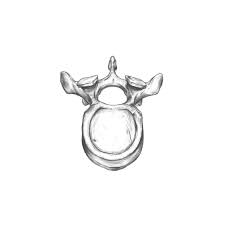 Thoracic vertebrae and transparent png images free download. Artstation T Xi Thoracic Vertebra Superior View Speed Drawing Rodriguez Ars