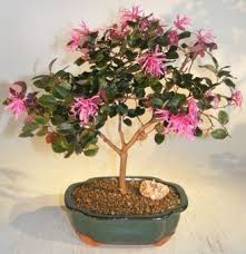 Bonsai trees at discount prices from discount bonsai trees. Flowering Chinese Fringe Bonsai Tree Loropetalum Chinensis