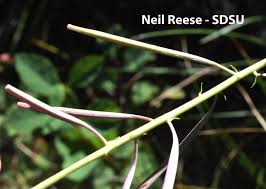 Image result for Ocimum angustifolium