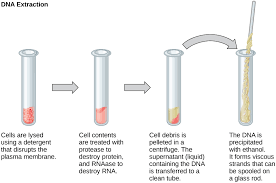 The focus is the surface location of an earthquake and is located above the epicenter. Difference Between Plant And Animal Dna Extraction Compare The Difference Between Similar Terms