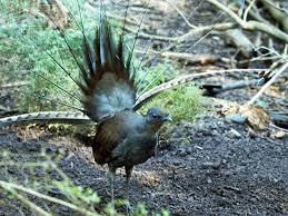 Bird That Sounds Like A Car Alarm Canada Superb Lyrebird Healesville Sanctuary Gallery Animals Beautiful Australian Native Animals Australian Birds