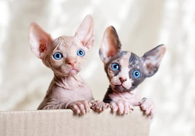 Sphynx