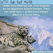 Snow Leopards Wtf Fun Facts Wtf Fun Facts Fun Facts Animal Facts