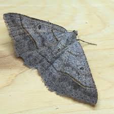 Image result for Dignathia gracilis