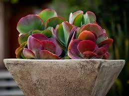 Image result for Kalanchoe lateritia