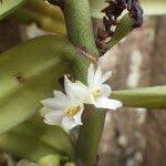 Image result for Calyptrochilum