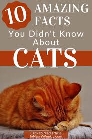 They're cute, they're furry and they're one of the most popular it's quite difficult for us to know what the oldest domesticated cat breed was, but all evidence points to the egyptian mau. 10 Amazing Facts You Didn T Know About Cats Cat Facts Fun Facts About Cats Fun Facts