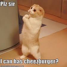 Image result for i can has cheezburger