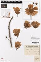 Image result for Caloncoba crepiniana