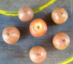 Image result for Mystroxylon