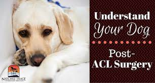 Learn The Proper Way To Care For Your Dog After Acl Surgery Help Your Dog Feel Better Heal Faster Reduce Complications And Have A Be Acl Surgery Surgery Acl