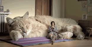 Lovely cat regardless of whatever it is, but not a useful one as an. Cat Or Tiger 10 Largest Domestic Cat Breeds Too Cute To Bear